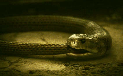 Loài rắn - Sinh vật chết chóc và nguy hiểm bậc nhất hành tinh.