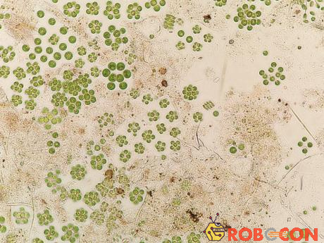 Tảo Sphaerocystis có thể sống được trong không gian, nó sẽ sản xuất oxy và protein.