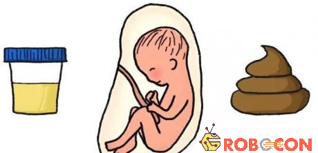 Theo các chuyên gia, phôi thai bắt đầu đi tiểu tiện ngay từ khi được 2 tháng tuổi.