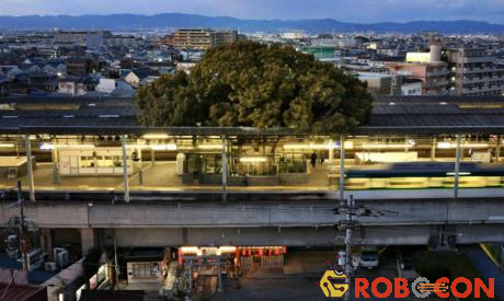 Ga Kayashima tại Neyagawa (Osaka, Nhật Bản) là một trong những nhà ga lạ lùng của Nhật Bản khi được xây quanh một cây cổ thụ lớn.