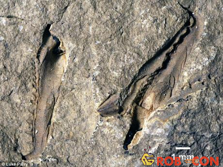 Mẫu hóa thạch của loài sâu này được tìm thấy.