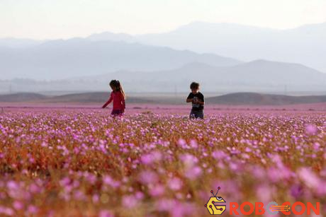 Hoang mạc Antacama khô cằn tỉnh giấc trong sắc hoa rực rỡ