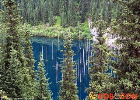 Khung cảnh rừng chàm hồ Kaindy đẹp như bức tranh 3D.