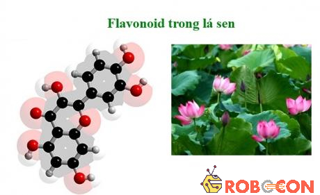 Flavonoid có trong thực vật đặc biệt là lá sen