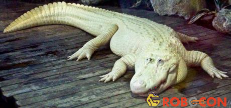 Cá sấu trắng có thể do bạch tạng, hoặc leucistic - một bệnh về gene, làm suy giảm sắc tố trên cơ thể.