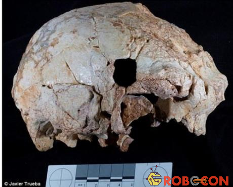 Hộp sọ 400.000 năm tuổi được các nhà khoa học phục dựng. 
