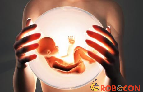 Estrogen quyết định sự thụ thai và góp phần nuôi dưỡng thai nhi.