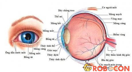 Cấu trúc của mắt người