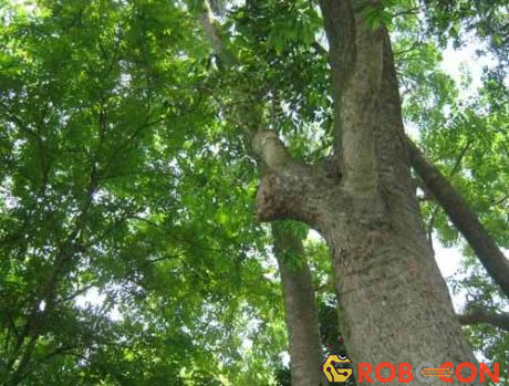 Cây thân gỗ à môi trường sinh thái cho cả động vật và thực vật