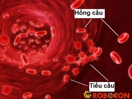 Tiểu cầu là loại tế bào máu