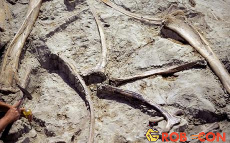 Bộ xương của những con khủng long đã chết tích tụ ngày càng nhiều, được bao phủ bởi đất và bùn, trở thành những hóa thạch sau hàng chục triệu năm.