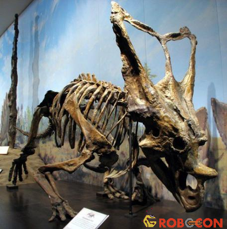 Vào thế kỷ 20, nhiều cuộc tìm kiếm, khai quật đã được tổ chức tại công viên hóa thạch khủng long ở Alberta. Trong đó, những dự án khai quật thực hiện từ 1979 - 1991 đã thu được tổng cộng 23.347 mẫu vật hóa thạch của 45 loài khủng long khác nhau.