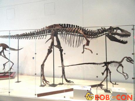 Trong số đó, quý giá nhất là 150 bộ xương đã được lắp ghép đầy đủ từ các hóa thạch được tìm thấy tại công viên. Hiện nay 150 bộ xương đó được trưng bày tại 30 bảo tàng trên khắp thế giới.