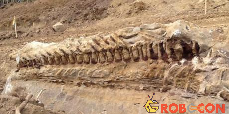 Ngoài khủng long, các nhà khảo cổ cũng tìm được mẫu hóa thạch của nhiều loài khác như rùa, cá, động vật lưỡng cư và thú có túi...