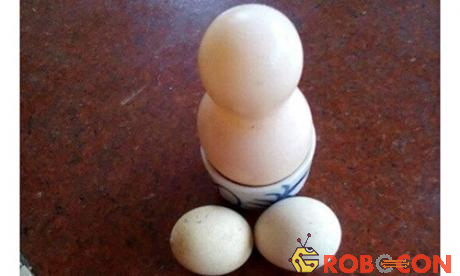 Quả trứng vô cùng đặc biệt có hình dáng giống như chiếc hồ lô.