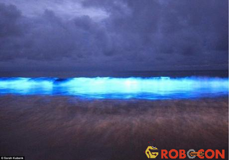 Hiện tượng bờ biển phát sáng xuất hiện tại vịnh Preservation, bang tasmania, Australia.