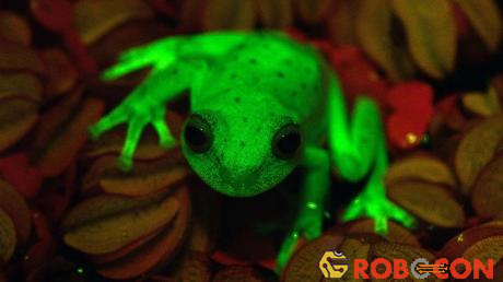 Da ếch huỳnh quang dưới tia cực tím.
