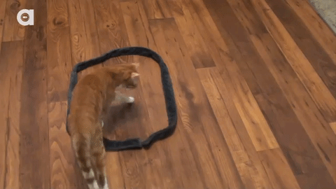 Mèo có thể bị thu hút bởi một vòng tròn