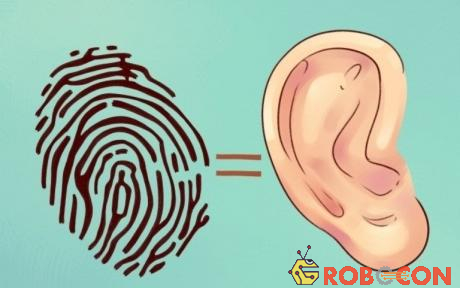 Những sự thật thú vị về đôi tai mà hầu hết mọi người đều không biết