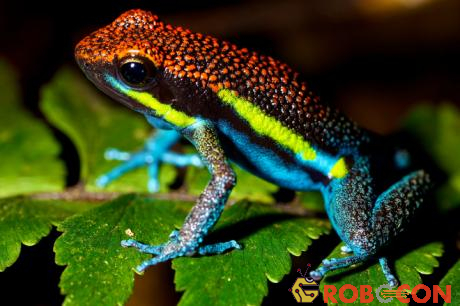 Chất độc Batrachotoxin có nhiều trên da loài ếch nhiều màu và ếch phi tiêu vàng ở rừng mưa nhiệt đới Nam Mỹ. 