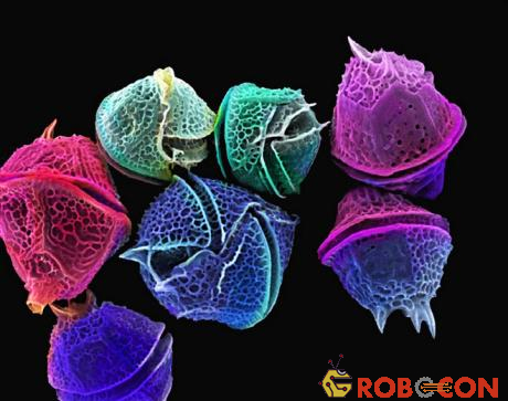 Sinh vật biển phù du có tên tảo đơn bào hai roi (Dinoflagellates).