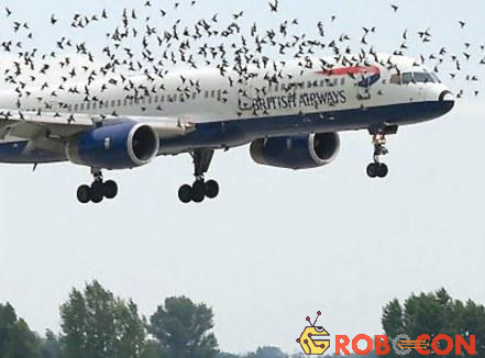 Chim dễ bị hút vào động cơ khi đâm trúng máy bay.