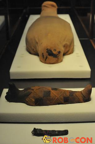 Tiết lộ thông tin về xác ướp Ai Cập cổ đại nhờ máy quét CT