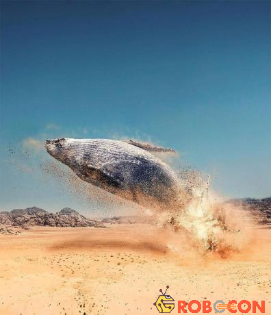 Một chú cá voi nhảy lên khỏi mặt... cát. 