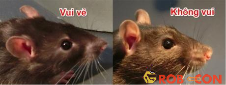 Trái: Chuột đang vui vẻ, khi tai chúng rủ xuống, thả lỏng, hơi ửng hồng. Phải Chuột không vui, khi tai chúng vểnh ra phía trước. 