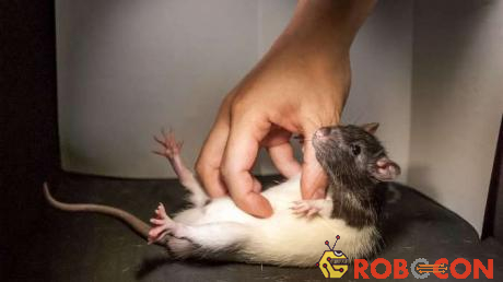 Dùng phương pháp chọc lét vùng bụng để xem phản ứng của chuột.
