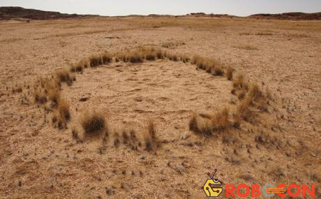 Cỏ cây mọc thành những vòng tròn một cách bí ẩn ở sa mạc Namib.