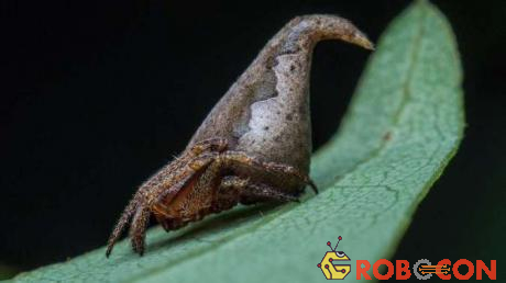 Loài nhện mới mang tên Eriovixia Gryffindori.