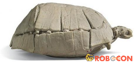 Con rùa hóa thạch 33 triệu năm tuổi.