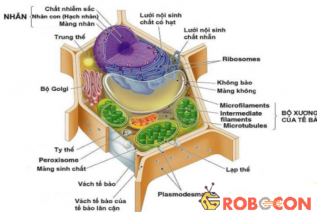 Tế bào chất trong tế bào