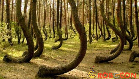 Những chiếc cây với dáng vẻ kỳ dị ở khu rừng Hoia Baciu.