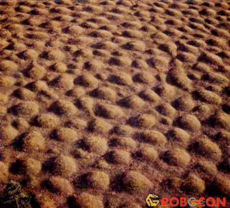 Hàng nghìn nấm mồ Mima nổi lên trên mặt đất.
