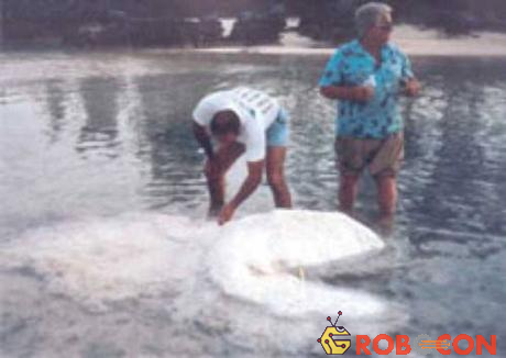 Thủy quái nổi tiếng Bermuda hóa ra là xác một chú cá heo bị bệnh.