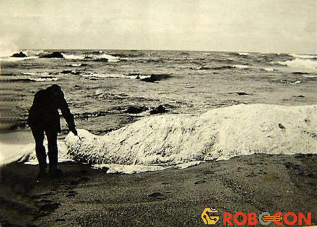Một người đàn ông đang dùng cành cây chọc vào xác thủy quái Trunko trên bãi biển Nam Phi.