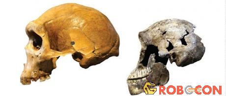 Não loài Homo naledi (phải) so với não người Homo sapiens.