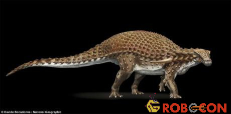 Hóa thạch tìm thấy thuộc loài khủng long bọc thép.