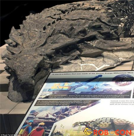 Đây được đánh giá là hóa thạch khủng long được bảo quản nguyên vẹn nhất trên thế giới. Nó sẽ được đưa ra trước công chúng tại Canada trong thời gian tới.