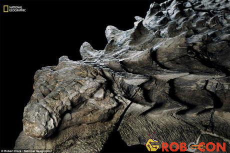 Hóa thạch khủng long được bảo quản vô cùng tốt khiến nó trông như một bức tượng khủng long thật.