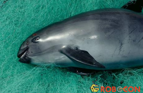 Cho đến nay, ước tính chỉ còn 30 con cá heo vaquita còn tồn tại.