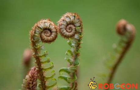 Chiếc lá non cuộn tròn của cây dương xỉ Fiddleheads Fern có hình dạng xoắn ốc đặc biệt.