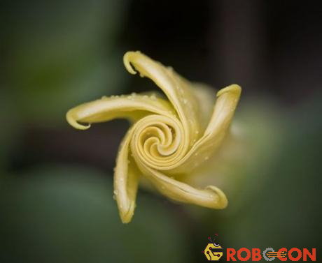 Hình dạng xoắn ốc vàng xuất hiện khi nhìn nụ hoa từ phía trên xuống. 