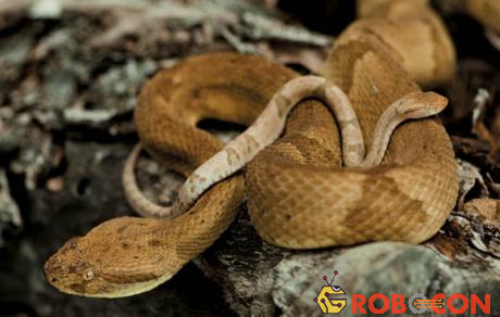 Ngoài rắn hổ lục đầu vàng, rất nhiều loài rắn nguy hiểm khác cũng sống tại nơi đây.