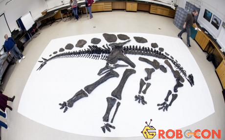 Bộ xương dài 8m, từng sinh sống trên trái đất cách đây khoảng 72 triệu năm. 