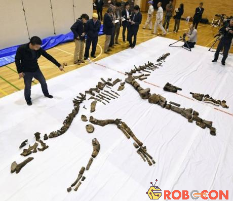 Đây là hóa thạch xương khủng long lớn nhất từng được phát hiện ở Nhật Bản.