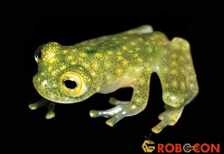 Loài ếch này có chiều dài cơ thể khoảng 21 mm.