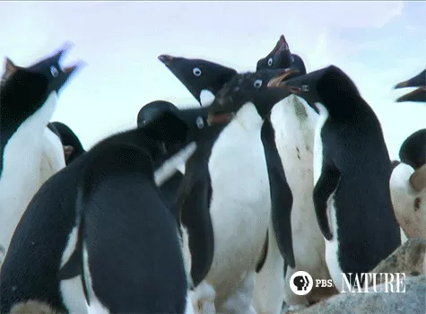 Chim cánh cụt không có đức tính chung thủy như nhiều người ca tụng.
